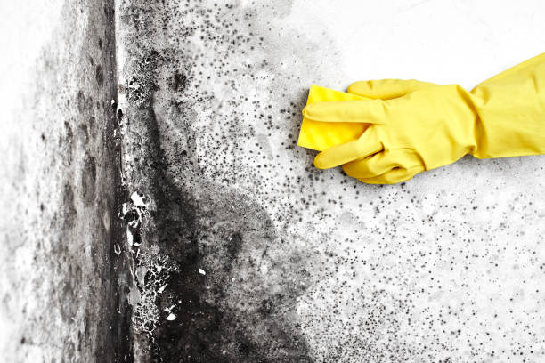 Best Attic Mold Removal  in Rockwood, MI